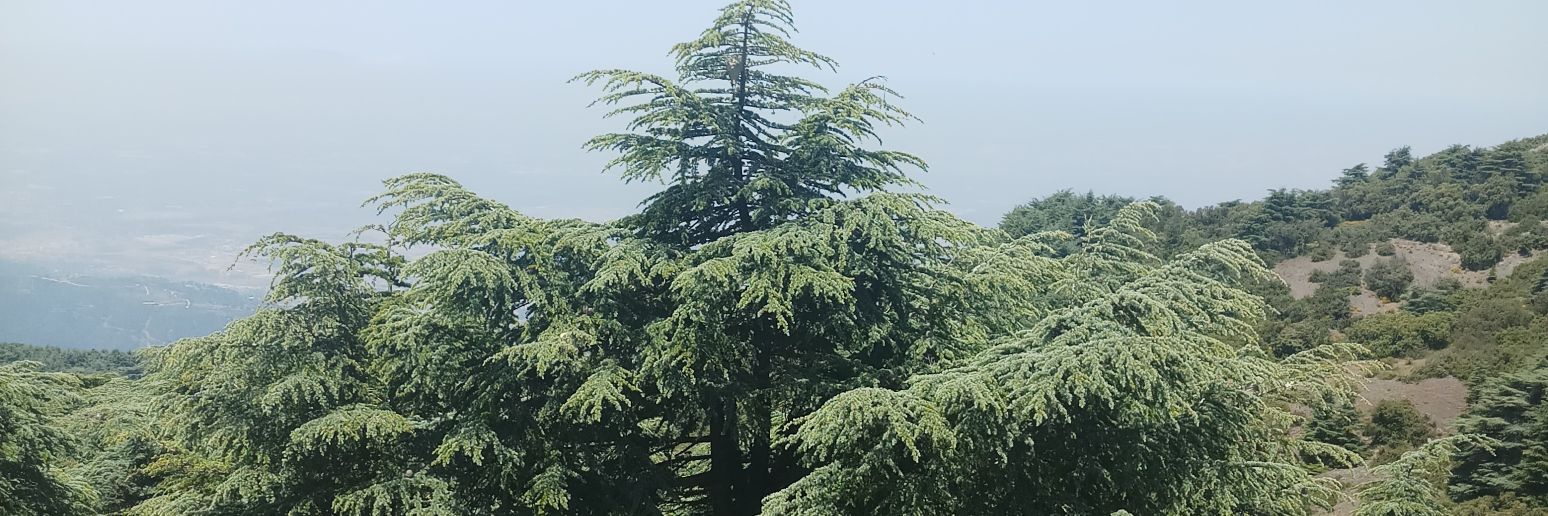asaad_aboud's profile banner image
