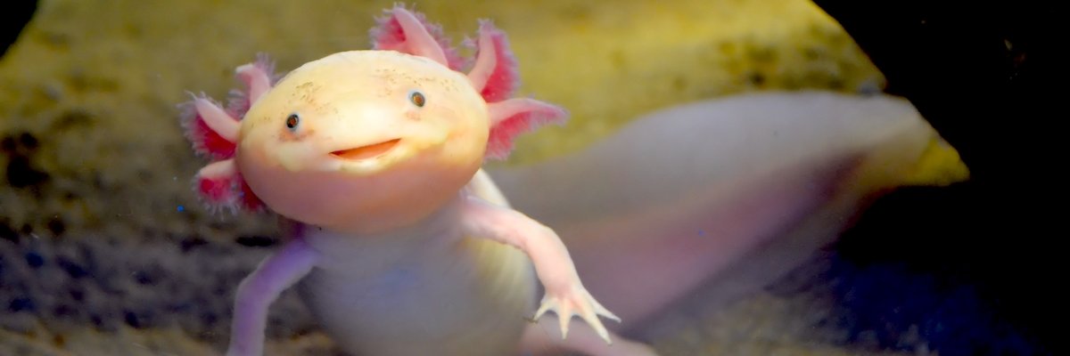 RDBpharmD's profile banner image