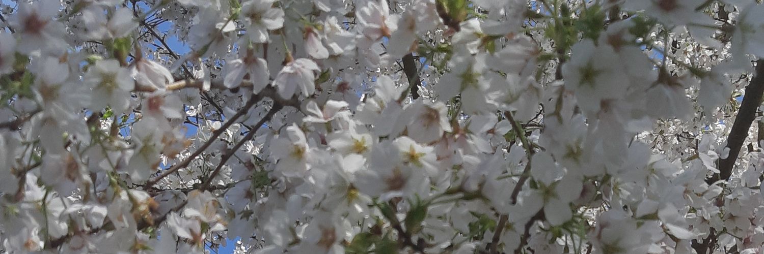 Stephemma_'s profile banner image