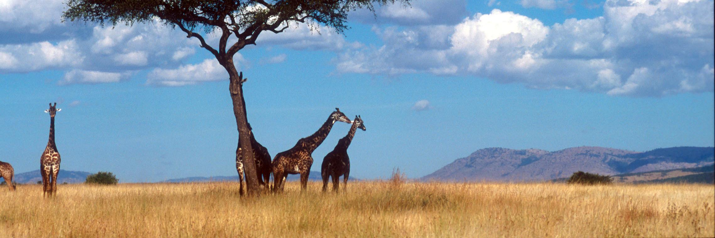 Inspektör Falafel banner