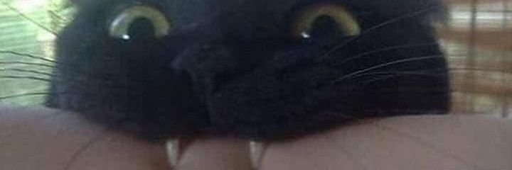 FelixTheFrCat's profile banner image