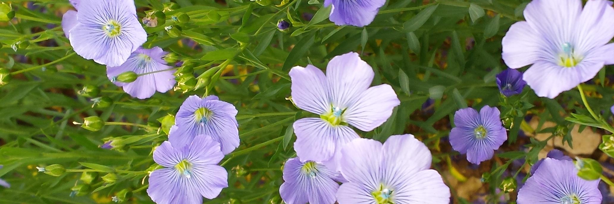 Eric Ducornet banner