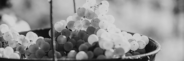 GlobalFineWines's profile banner image