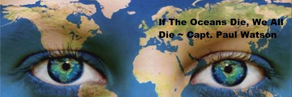 TheOceanMatters's profile banner image