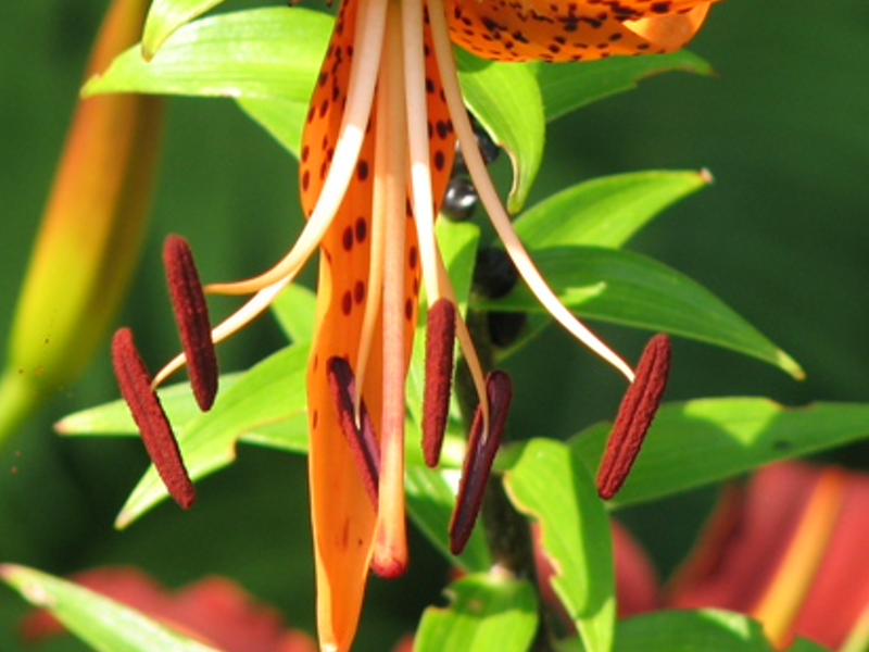 atatelylicla's profile banner image