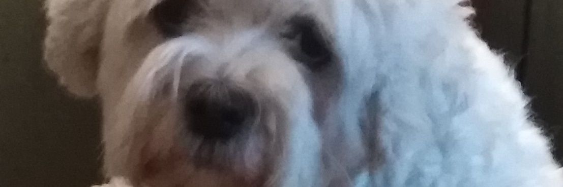 abby6556's profile banner image