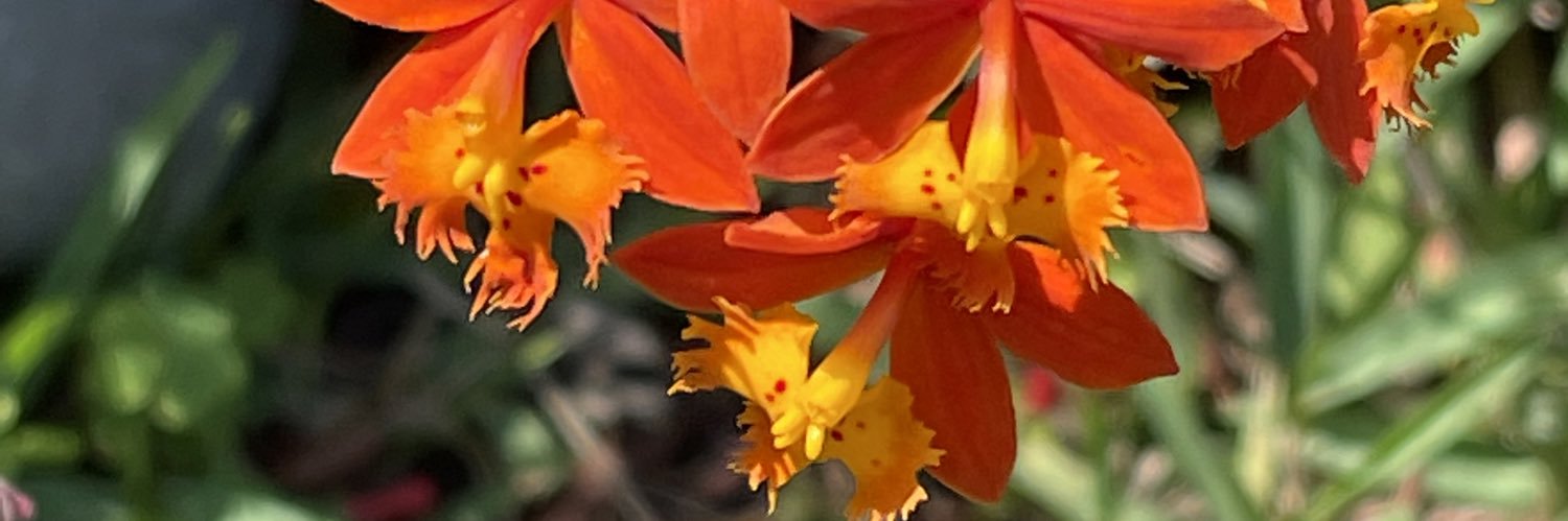Shakespeare527's profile banner image