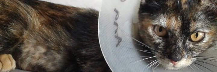 Patitas Cansadas - El Salvador banner