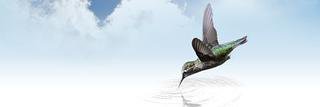 carina_CMB's profile banner image