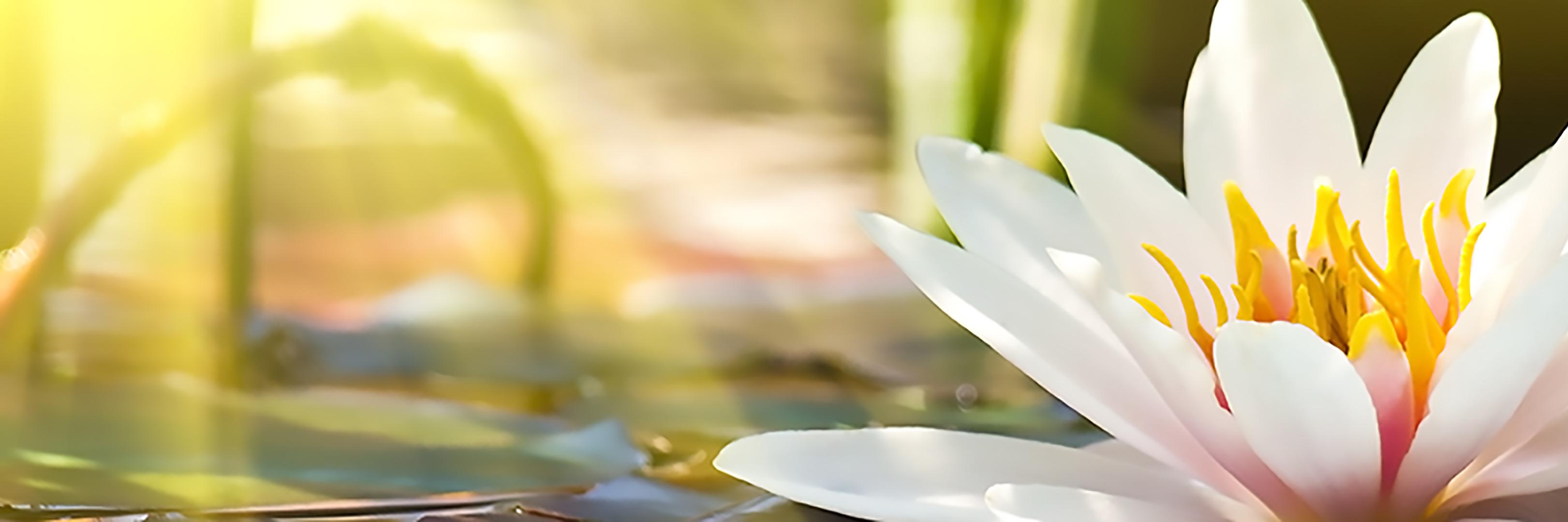GratefulGuide's profile banner image