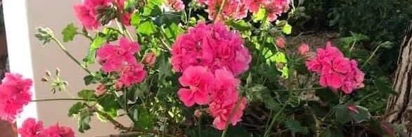 Vera Roquette banner