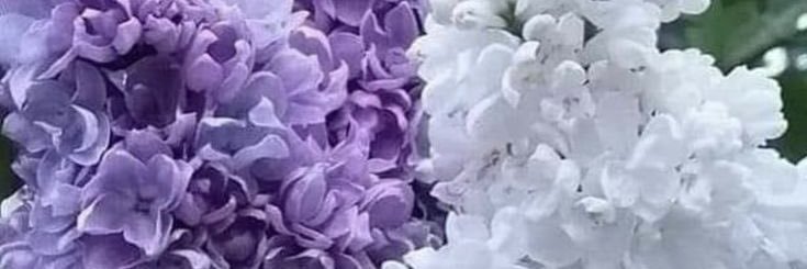 catsrangels2 😿💔Forever in my heart Holly 🌈 banner