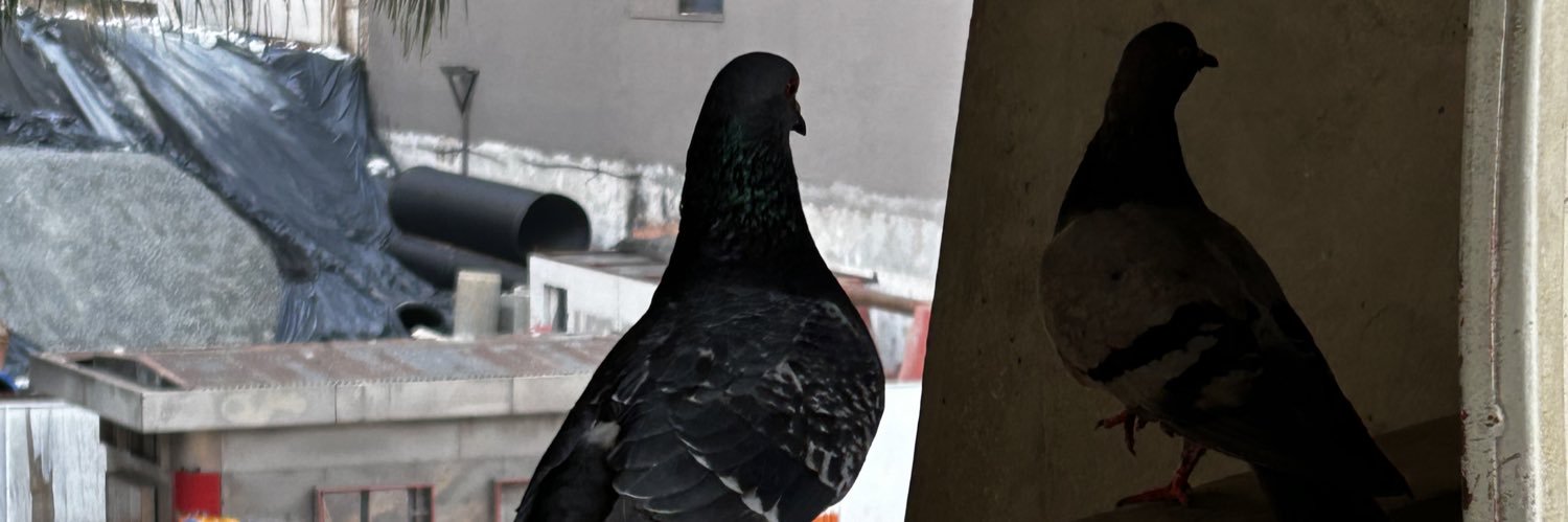 amndamaral's profile banner image