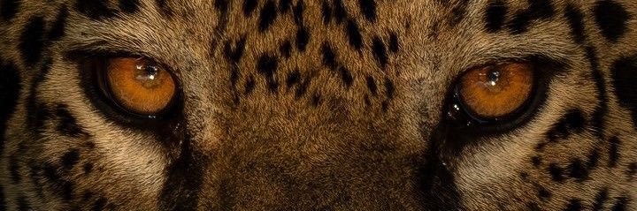 ellagpires's profile banner image