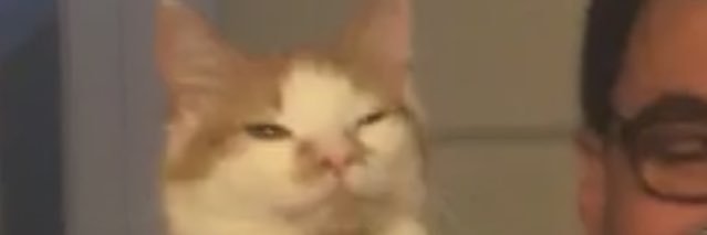 kissykissymeow's profile banner image