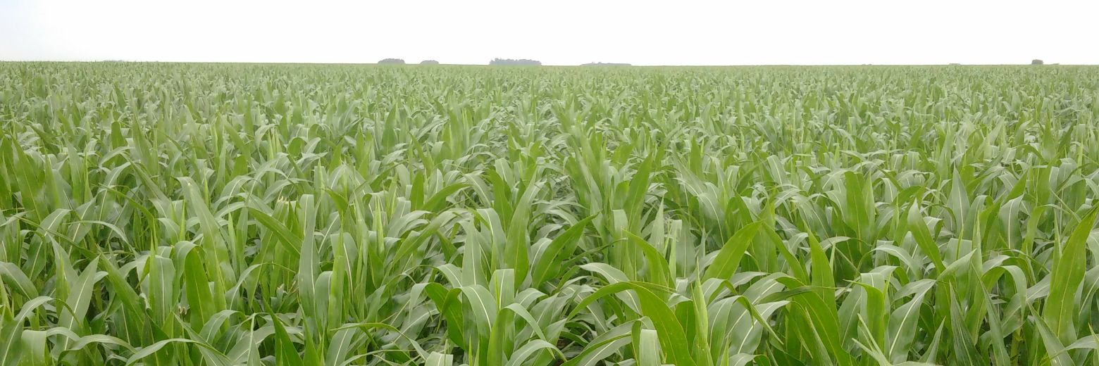 Marcelo E Nicoletta banner