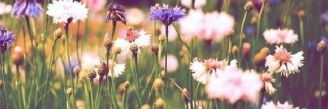 SamwillerGutzi's profile banner image