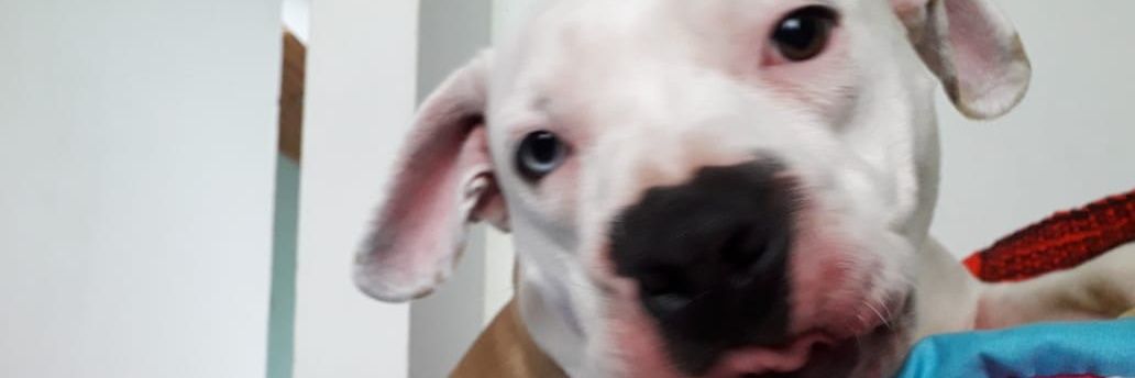GattoLeon06's profile banner image