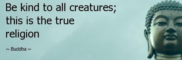 RealBuddhaQuote's profile banner image