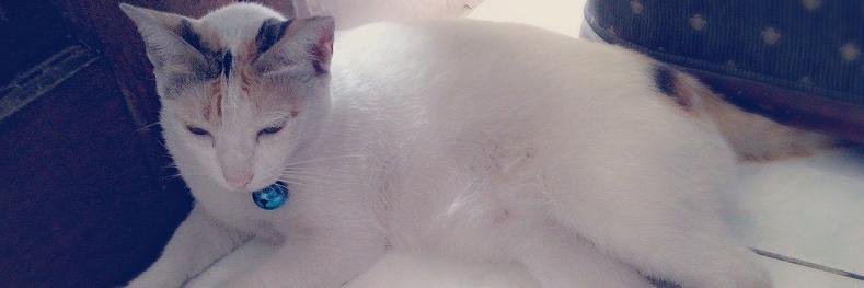 deeyanz's profile banner image
