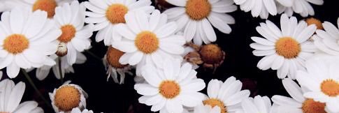 MadelineeeeH's profile banner image