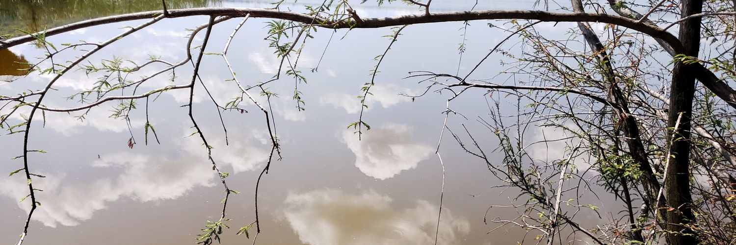 tikvalevy's profile banner image