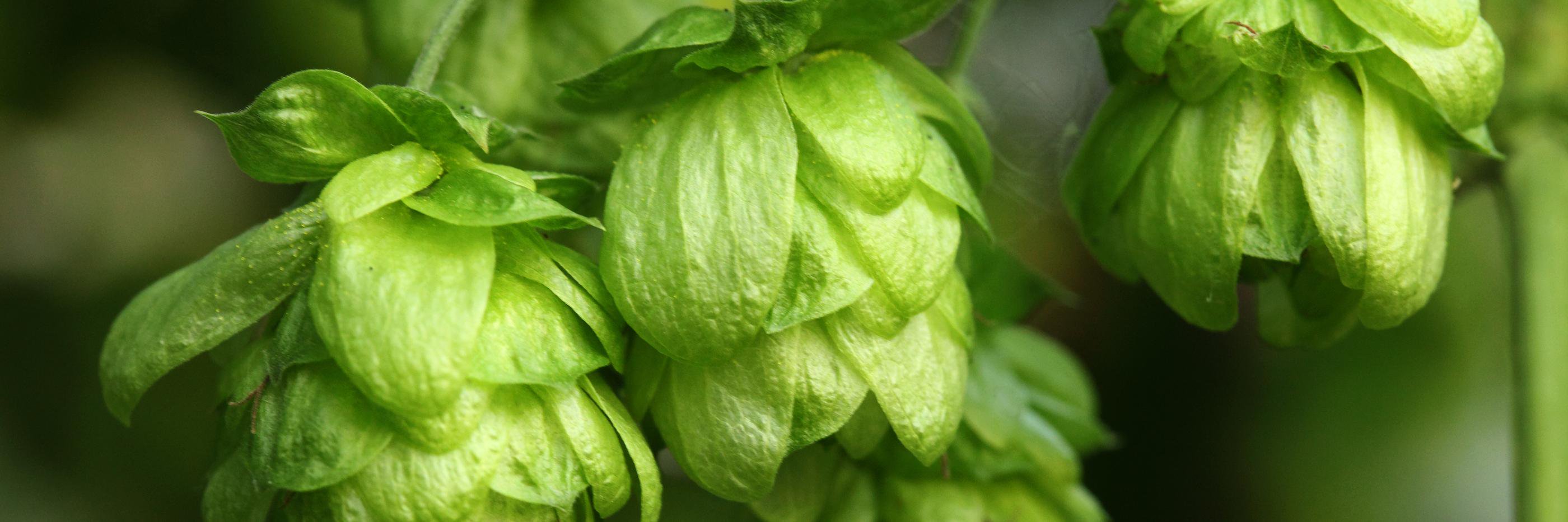 americanabeer's profile banner image