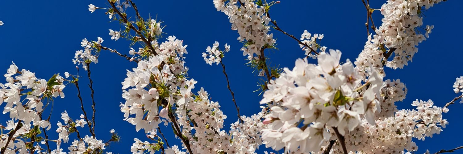 Caroline Prentice banner