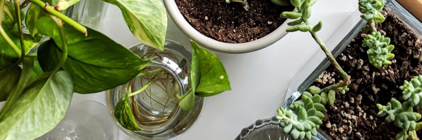 Gardentstate's profile banner image