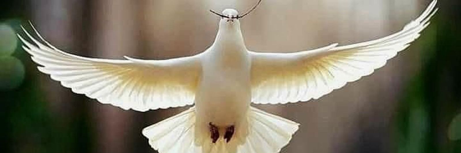 ikarus banner