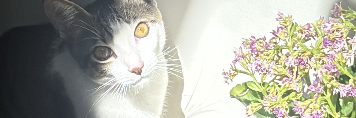 Aliimoreira's profile banner image