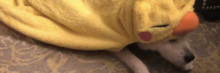 very cute dog haver banner