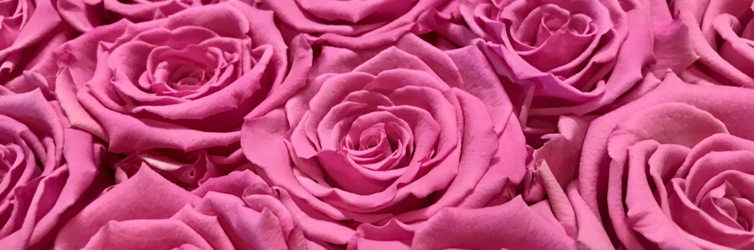 drdfly's profile banner image