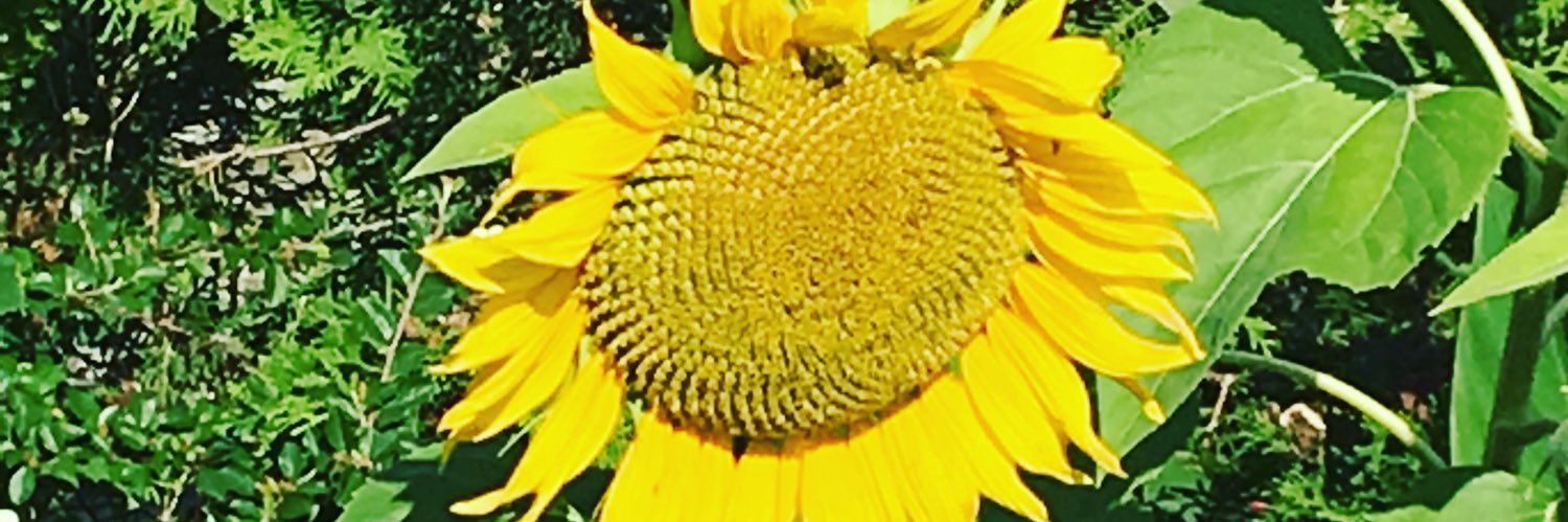 ebonynancy's profile banner image