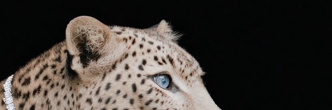 Niquesole's profile banner image