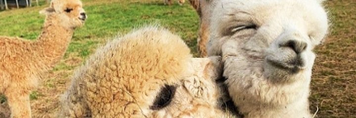 DenisedeSouzaF1's profile banner image