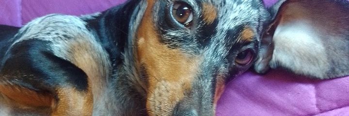 LudaylenC's profile banner image
