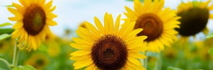 Wildafarida's profile banner image
