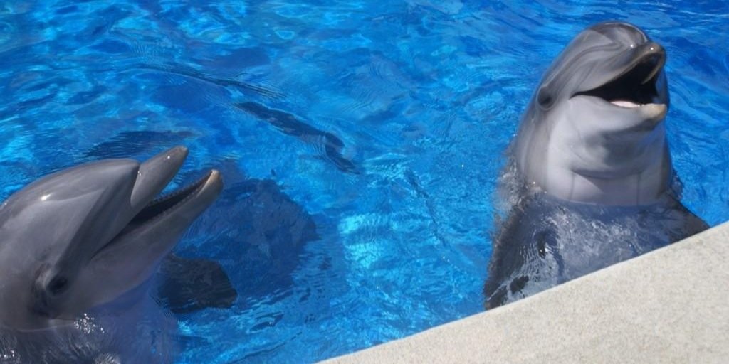 MarineMammalTrainer banner