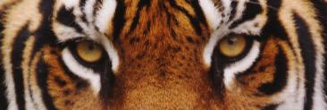 ConnorCalzaghe's profile banner image
