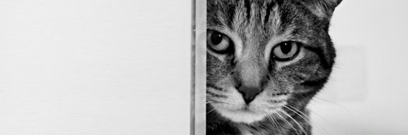 dajita's profile banner image