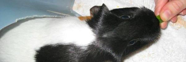 CaitlinVogus Profile Banner