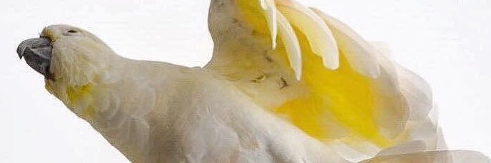 Catherine Aurora banner