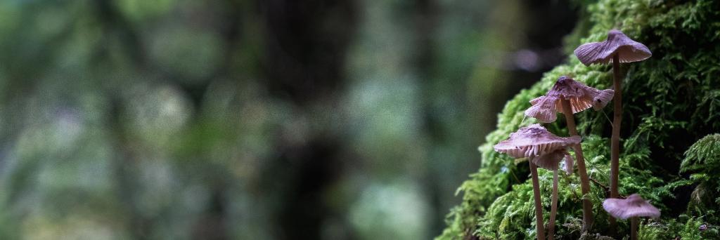 sporecast's profile banner image