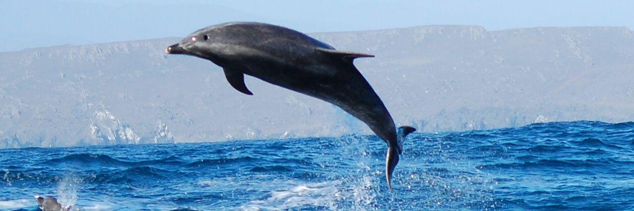 sernapescaIII's profile banner image