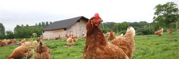 Fact_Hen's profile banner image