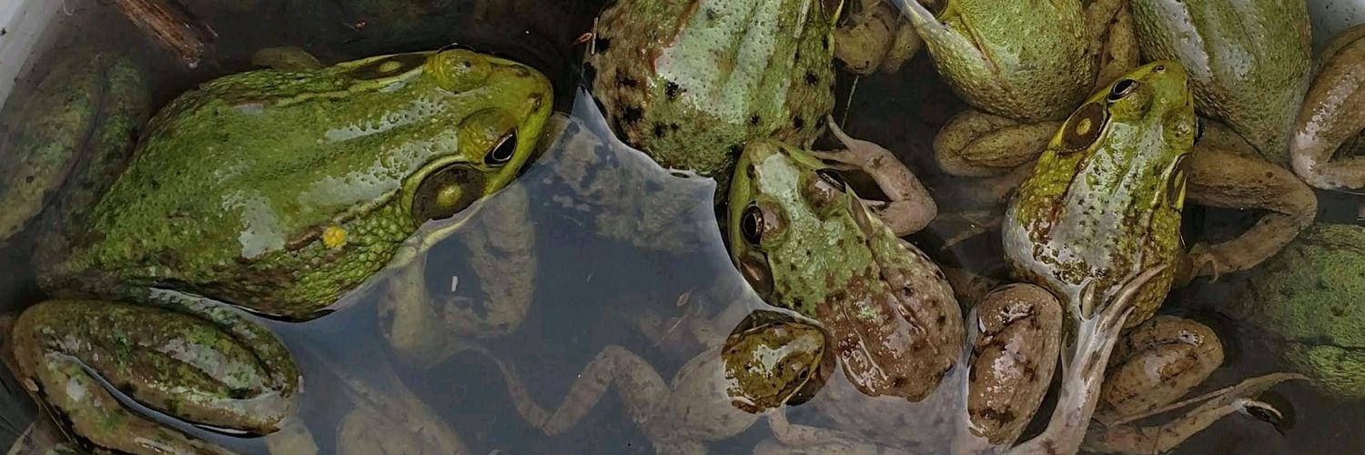 DandyDragonz's profile banner image