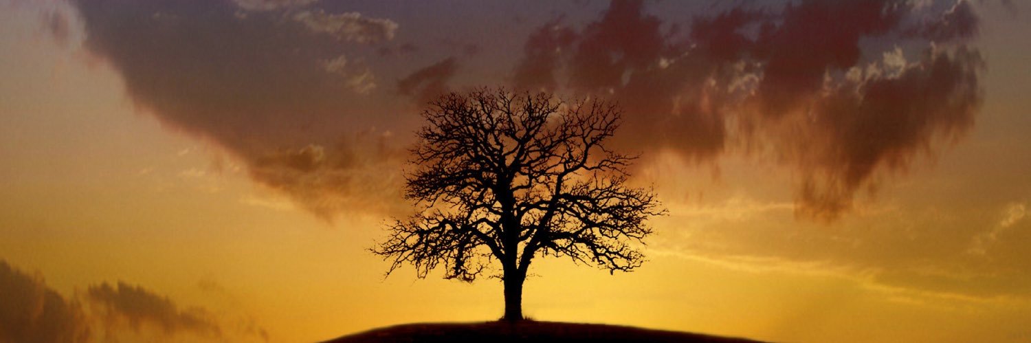 briefmuse's profile banner image