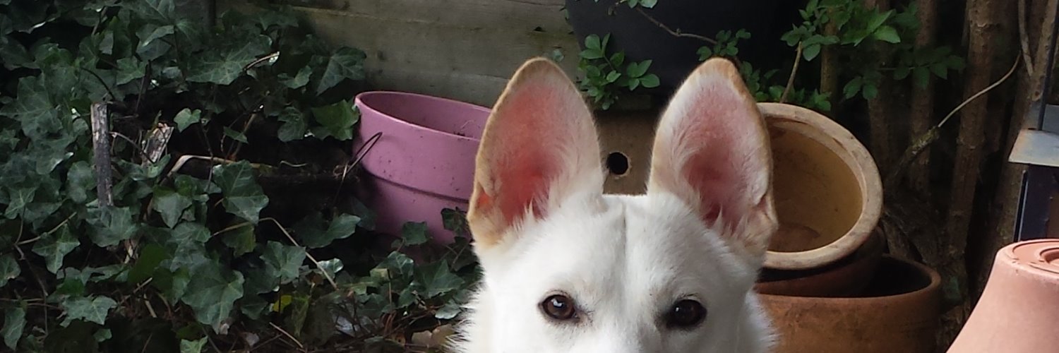 LemonInPink's profile banner image