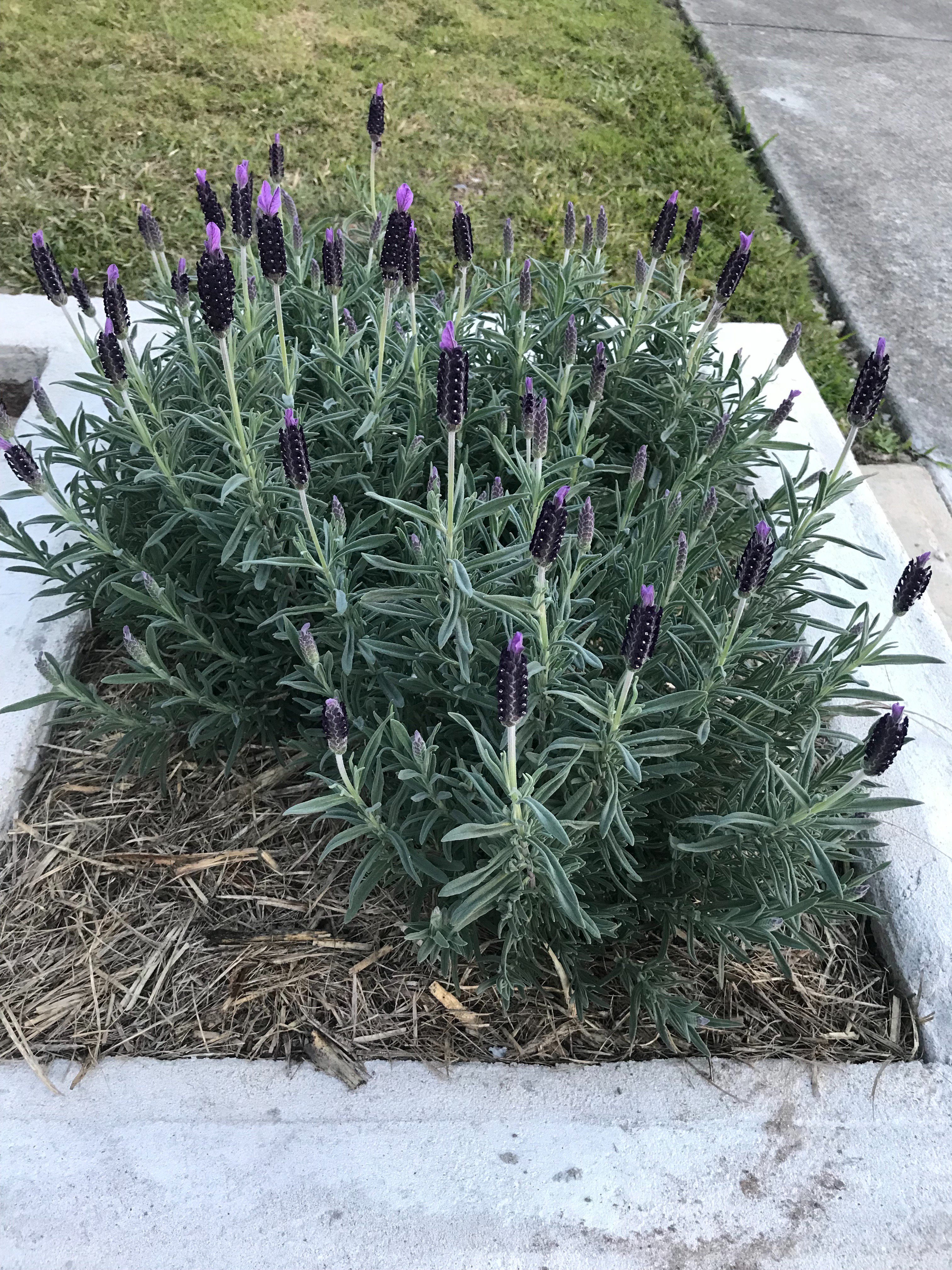 Katherine Lollback banner